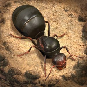 The Ants: Underground Kingdom — 10000 Ant Coins